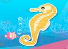 Finding Seahorses